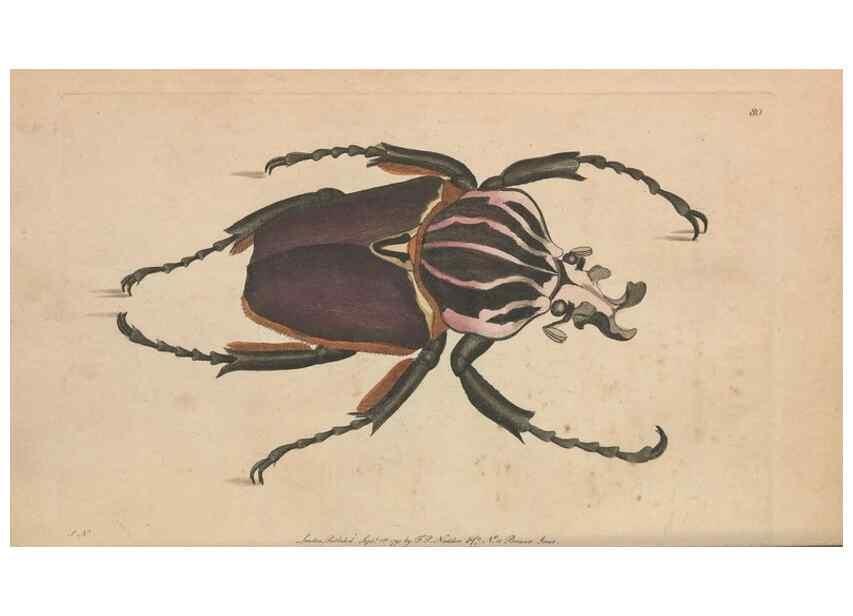 Reproducción/Reproduction 30763316331: The naturalist's miscellany, or Coloured figures of natural objects. London :Printed for Nodder & Co.,1789-1813