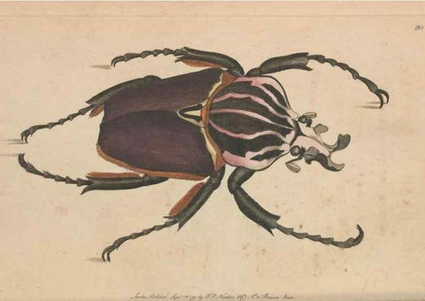 Reproducción/Reproduction 30763316331: The naturalist's miscellany, or Coloured figures of natural objects. London :Printed for Nodder & Co.,1789-1813