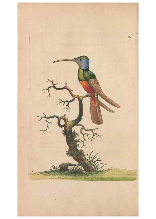 Reproducción/Reproduction 30219234024: The naturalist's miscellany, or Coloured figures of natural objects. London :Printed for Nodder & Co.,1789-1813