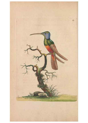 Reproducción/Reproduction 30219234024: The naturalist's miscellany, or Coloured figures of natural objects. London :Printed for Nodder & Co.,1789-1813