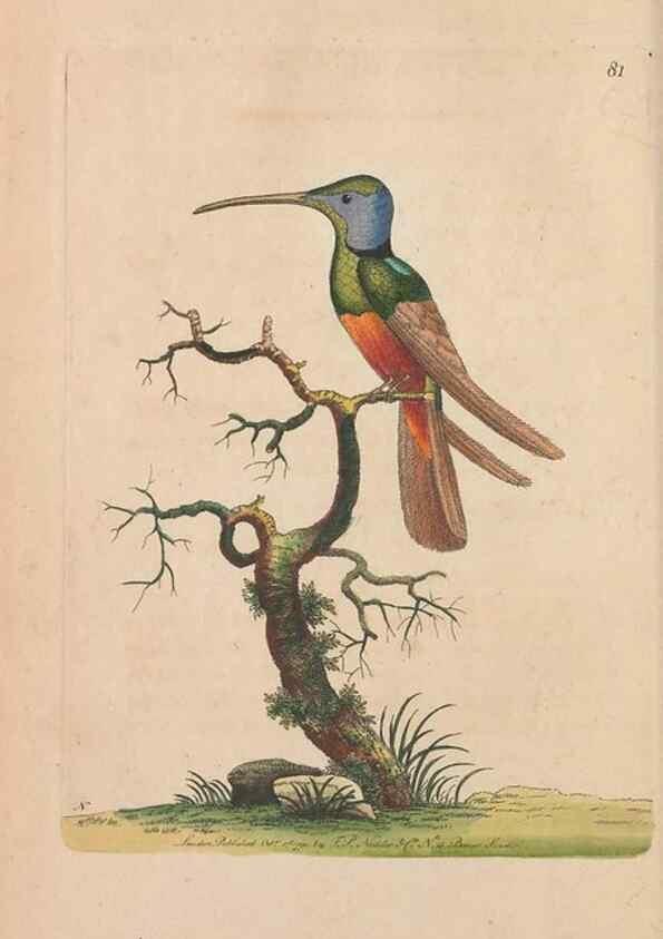 Reproducción/Reproduction 30219234024: The naturalist's miscellany, or Coloured figures of natural objects. London :Printed for Nodder & Co.,1789-1813