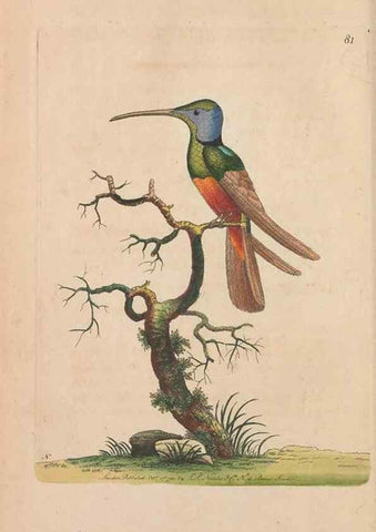 Reproducción/Reproduction 30219234024: The naturalist's miscellany, or Coloured figures of natural objects. London :Printed for Nodder & Co.,1789-1813