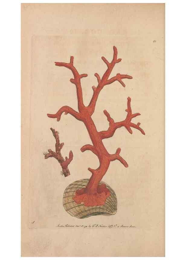 Reproducción/Reproduction 30734798862: The naturalist's miscellany, or Coloured figures of natural objects. London :Printed for Nodder & Co.,1789-1813