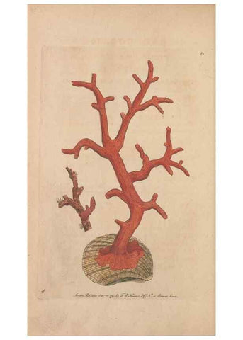 Reproducción/Reproduction 30734798862: The naturalist's miscellany, or Coloured figures of natural objects. London :Printed for Nodder & Co.,1789-1813
