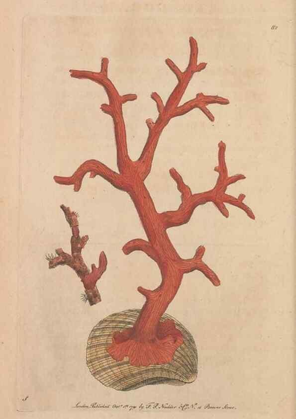 Reproducción/Reproduction 30734798862: The naturalist's miscellany, or Coloured figures of natural objects. London :Printed for Nodder & Co.,1789-1813