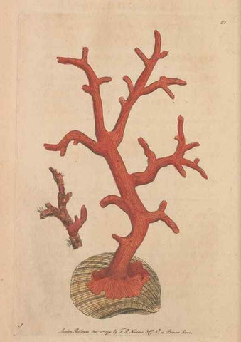 Reproducción/Reproduction 30734798862: The naturalist's miscellany, or Coloured figures of natural objects. London :Printed for Nodder & Co.,1789-1813