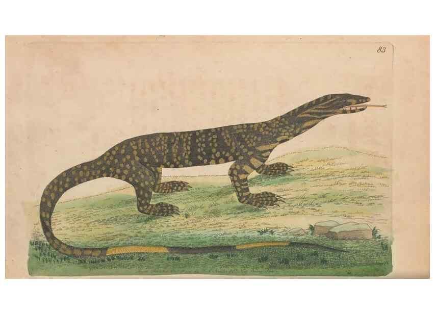 Reproducción/Reproduction 30219238714: The naturalist's miscellany, or Coloured figures of natural objects. London :Printed for Nodder & Co.,1789-1813