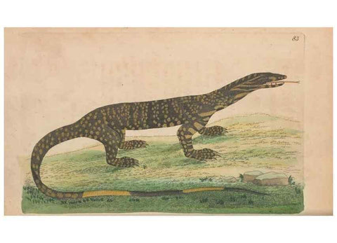 Reproducción/Reproduction 30219238714: The naturalist's miscellany, or Coloured figures of natural objects. London :Printed for Nodder & Co.,1789-1813