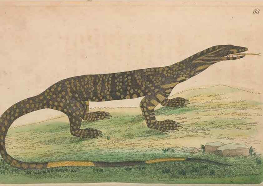 Reproducción/Reproduction 30219238714: The naturalist's miscellany, or Coloured figures of natural objects. London :Printed for Nodder & Co.,1789-1813