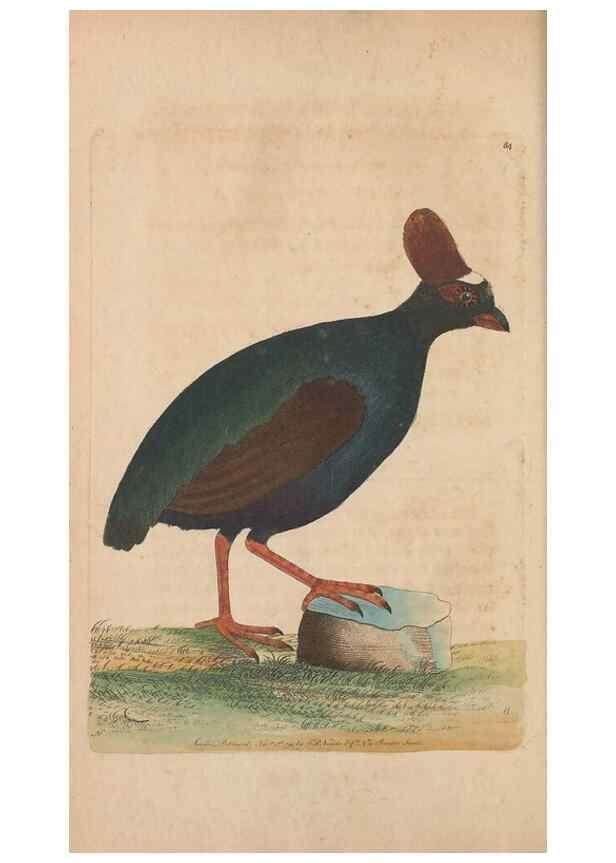 Reproducción/Reproduction 30734804792: The naturalist's miscellany, or Coloured figures of natural objects. London :Printed for Nodder & Co.,1789-1813