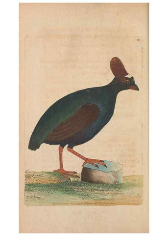 Reproducción/Reproduction 30734804792: The naturalist's miscellany, or Coloured figures of natural objects. London :Printed for Nodder & Co.,1789-1813