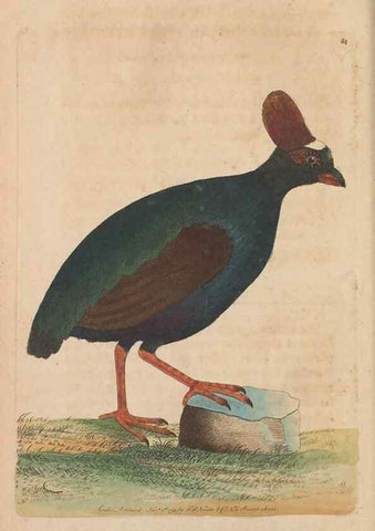 Reproducción/Reproduction 30734804792: The naturalist's miscellany, or Coloured figures of natural objects. London :Printed for Nodder & Co.,1789-1813