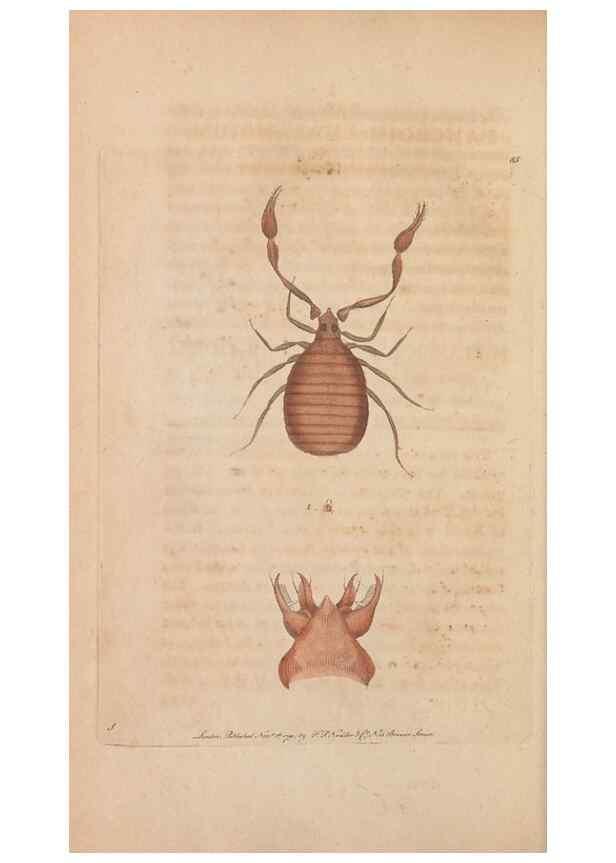 Reproducción/Reproduction 30550260990: The naturalist's miscellany, or Coloured figures of natural objects. London :Printed for Nodder & Co.,1789-1813