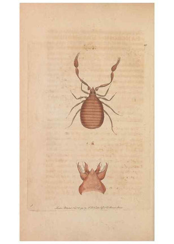 Reproducción/Reproduction 30550260990: The naturalist's miscellany, or Coloured figures of natural objects. London :Printed for Nodder & Co.,1789-1813