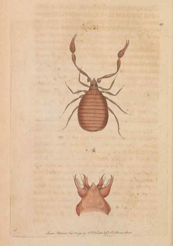 Reproducción/Reproduction 30550260990: The naturalist's miscellany, or Coloured figures of natural objects. London :Printed for Nodder & Co.,1789-1813