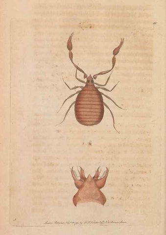 Reproducción/Reproduction 30550260990: The naturalist's miscellany, or Coloured figures of natural objects. London :Printed for Nodder & Co.,1789-1813