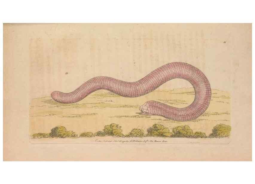 Reproducción/Reproduction 30215818273: The naturalist's miscellany, or Coloured figures of natural objects. London :Printed for Nodder & Co.,1789-1813