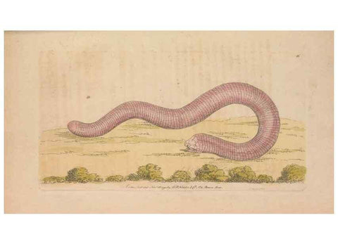 Reproducción/Reproduction 30215818273: The naturalist's miscellany, or Coloured figures of natural objects. London :Printed for Nodder & Co.,1789-1813