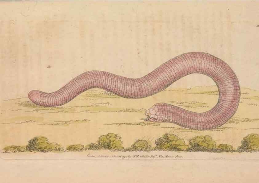 Reproducción/Reproduction 30215818273: The naturalist's miscellany, or Coloured figures of natural objects. London :Printed for Nodder & Co.,1789-1813