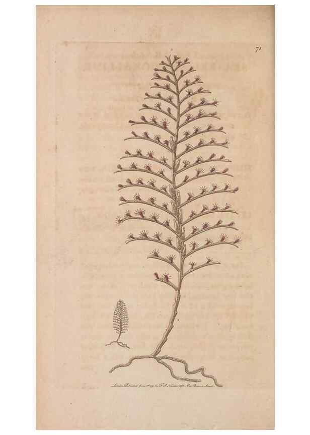 Reproducción/Reproduction 30215564243: The naturalist's miscellany, or Coloured figures of natural objects. London :Printed for Nodder & Co.,1789-1813