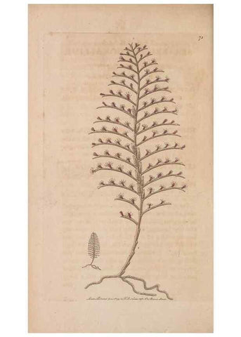 Reproducción/Reproduction 30215564243: The naturalist's miscellany, or Coloured figures of natural objects. London :Printed for Nodder & Co.,1789-1813