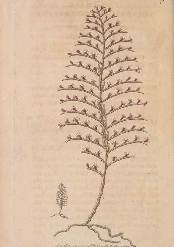 Reproducción/Reproduction 30215564243: The naturalist's miscellany, or Coloured figures of natural objects. London :Printed for Nodder & Co.,1789-1813