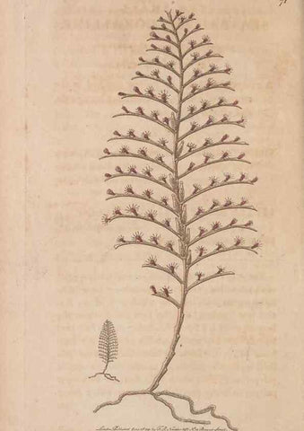 Reproducción/Reproduction 30215564243: The naturalist's miscellany, or Coloured figures of natural objects. London :Printed for Nodder & Co.,1789-1813