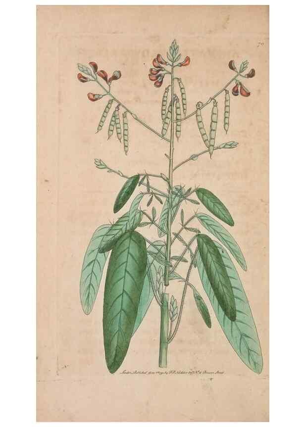 Reproducción/Reproduction 30215562683: The naturalist's miscellany, or Coloured figures of natural objects. London :Printed for Nodder & Co.,1789-1813