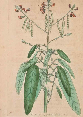 Reproducción/Reproduction 30215562683: The naturalist's miscellany, or Coloured figures of natural objects. London :Printed for Nodder & Co.,1789-1813
