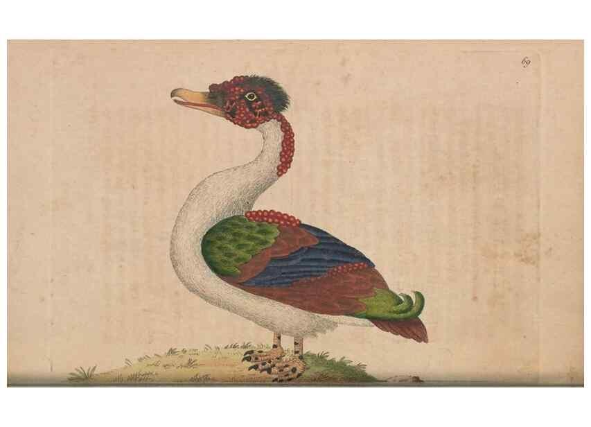 Reproducción/Reproduction 30215561253: The naturalist's miscellany, or Coloured figures of natural objects. London :Printed for Nodder & Co.,1789-1813