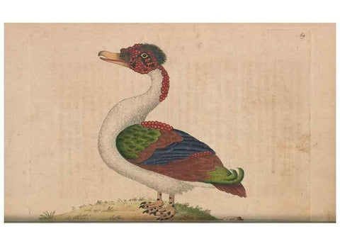 Reproducción/Reproduction 30215561253: The naturalist's miscellany, or Coloured figures of natural objects. London :Printed for Nodder & Co.,1789-1813