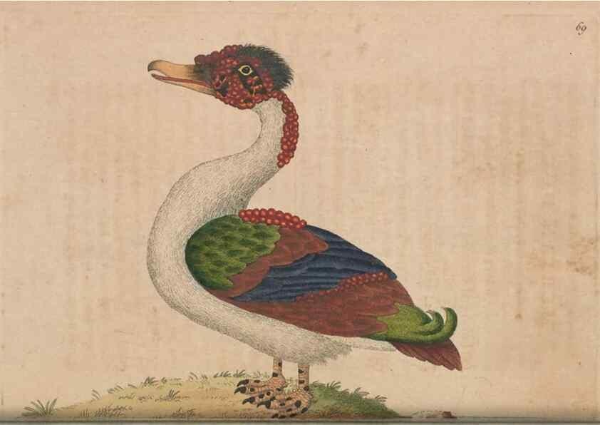 Reproducción/Reproduction 30215561253: The naturalist's miscellany, or Coloured figures of natural objects. London :Printed for Nodder & Co.,1789-1813