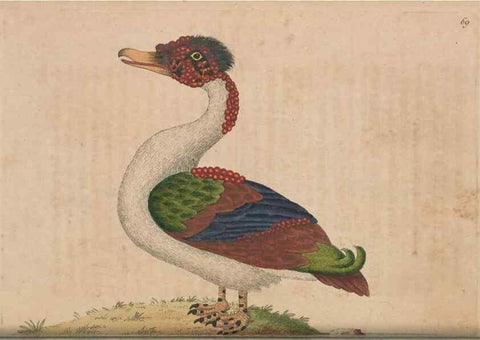 Reproducción/Reproduction 30215561253: The naturalist's miscellany, or Coloured figures of natural objects. London :Printed for Nodder & Co.,1789-1813
