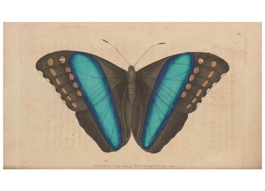 Reproducción/Reproduction 30215559623: The naturalist's miscellany, or Coloured figures of natural objects. London :Printed for Nodder & Co.,1789-1813