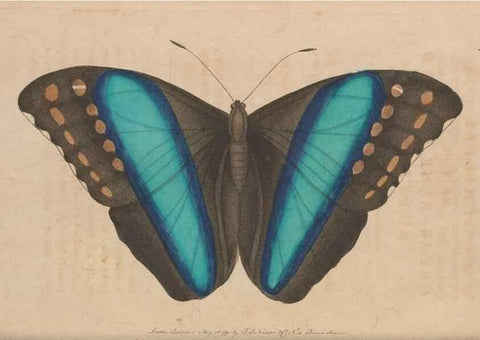 Reproducción/Reproduction 30215559623: The naturalist's miscellany, or Coloured figures of natural objects. London :Printed for Nodder & Co.,1789-1813