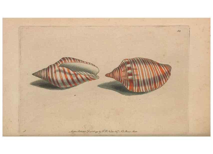 Reproducción/Reproduction 30218936724: The naturalist's miscellany, or Coloured figures of natural objects. London :Printed for Nodder & Co.,1789-1813