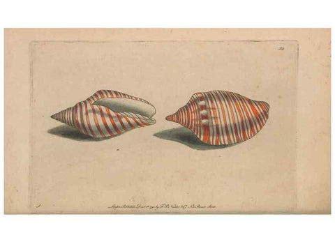 Reproducción/Reproduction 30218936724: The naturalist's miscellany, or Coloured figures of natural objects. London :Printed for Nodder & Co.,1789-1813