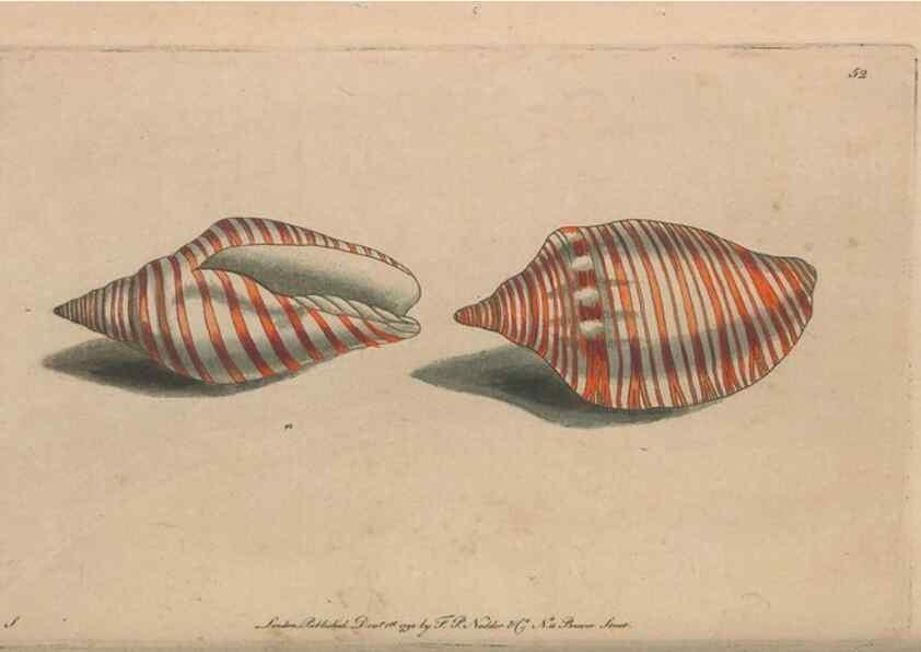 Reproducción/Reproduction 30218936724: The naturalist's miscellany, or Coloured figures of natural objects. London :Printed for Nodder & Co.,1789-1813