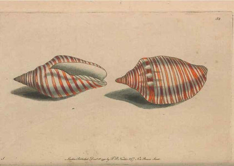Reproducción/Reproduction 30218936724: The naturalist's miscellany, or Coloured figures of natural objects. London :Printed for Nodder & Co.,1789-1813