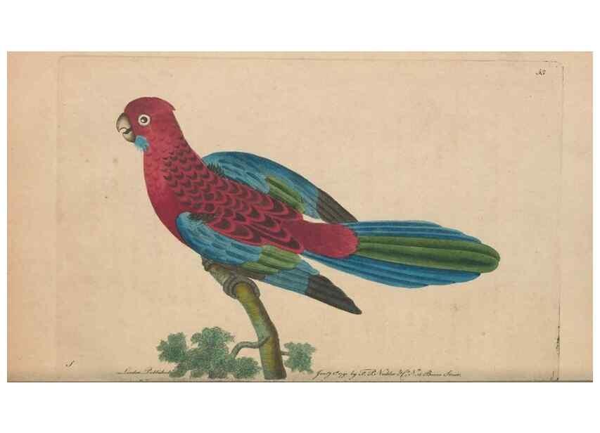 Reproducción/Reproduction 30814312216: The naturalist's miscellany, or Coloured figures of natural objects. London :Printed for Nodder & Co.,1789-1813
