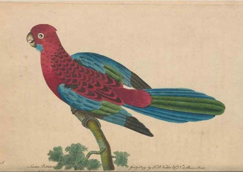 Reproducción/Reproduction 30814312216: The naturalist's miscellany, or Coloured figures of natural objects. London :Printed for Nodder & Co.,1789-1813