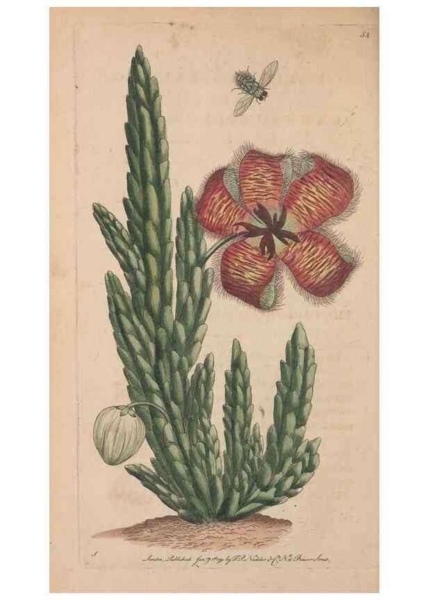 Reproducción/Reproduction 30218940614: The naturalist's miscellany, or Coloured figures of natural objects. London :Printed for Nodder & Co.,1789-1813