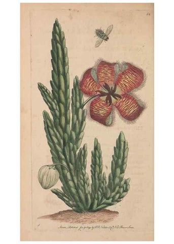 Reproducción/Reproduction 30218940614: The naturalist's miscellany, or Coloured figures of natural objects. London :Printed for Nodder & Co.,1789-1813