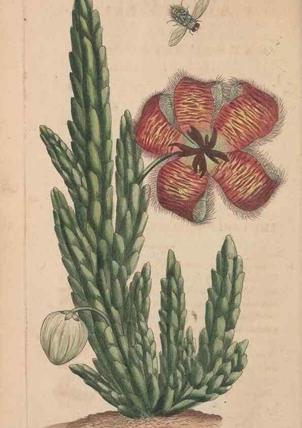 Reproducción/Reproduction 30218940614: The naturalist's miscellany, or Coloured figures of natural objects. London :Printed for Nodder & Co.,1789-1813
