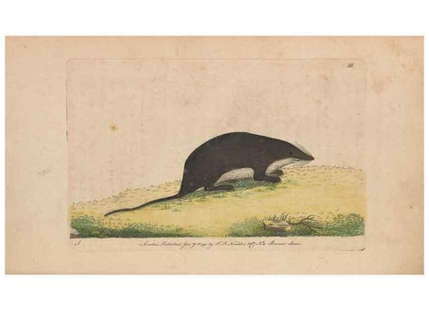 Reproducción/Reproduction 30218942424: The naturalist's miscellany, or Coloured figures of natural objects. London :Printed for Nodder & Co.,1789-1813