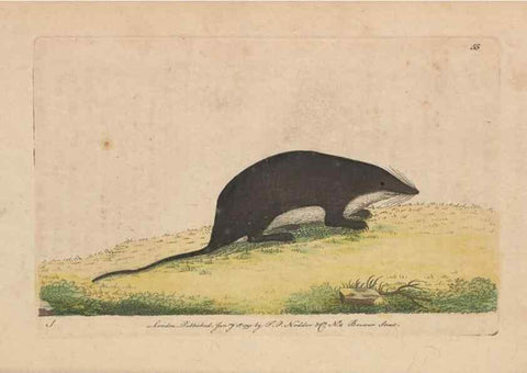 Reproducción/Reproduction 30218942424: The naturalist's miscellany, or Coloured figures of natural objects. London :Printed for Nodder & Co.,1789-1813