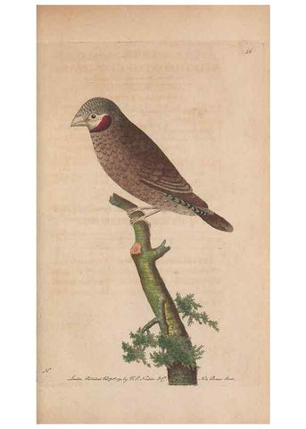 Reproducción/Reproduction 30850934075: The naturalist's miscellany, or Coloured figures of natural objects. London :Printed for Nodder & Co.,1789-1813