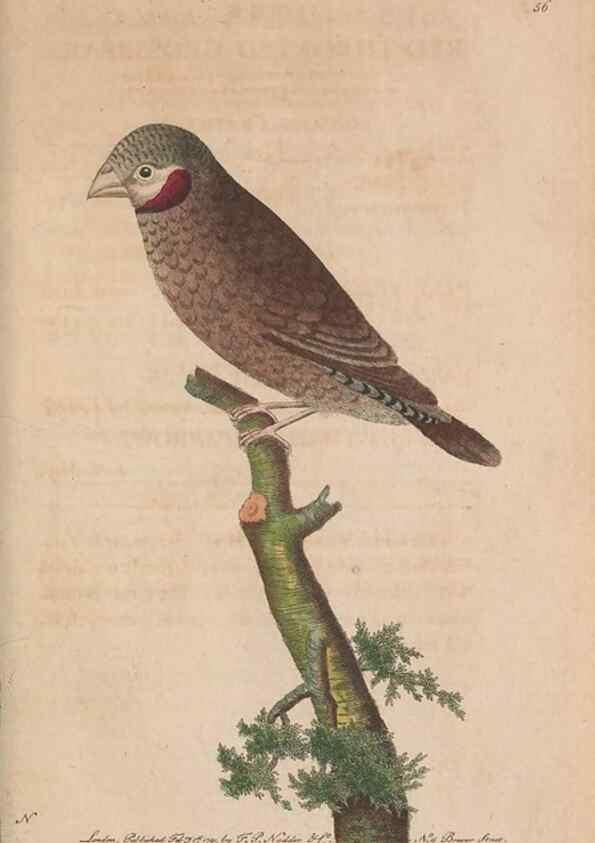 Reproducción/Reproduction 30850934075: The naturalist's miscellany, or Coloured figures of natural objects. London :Printed for Nodder & Co.,1789-1813