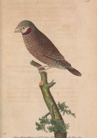 Reproducción/Reproduction 30850934075: The naturalist's miscellany, or Coloured figures of natural objects. London :Printed for Nodder & Co.,1789-1813