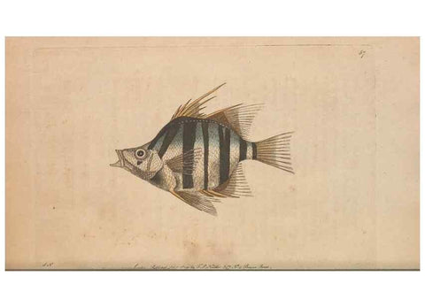 Reproducción/Reproduction 30763035871: The naturalist's miscellany, or Coloured figures of natural objects. London :Printed for Nodder & Co.,1789-1813